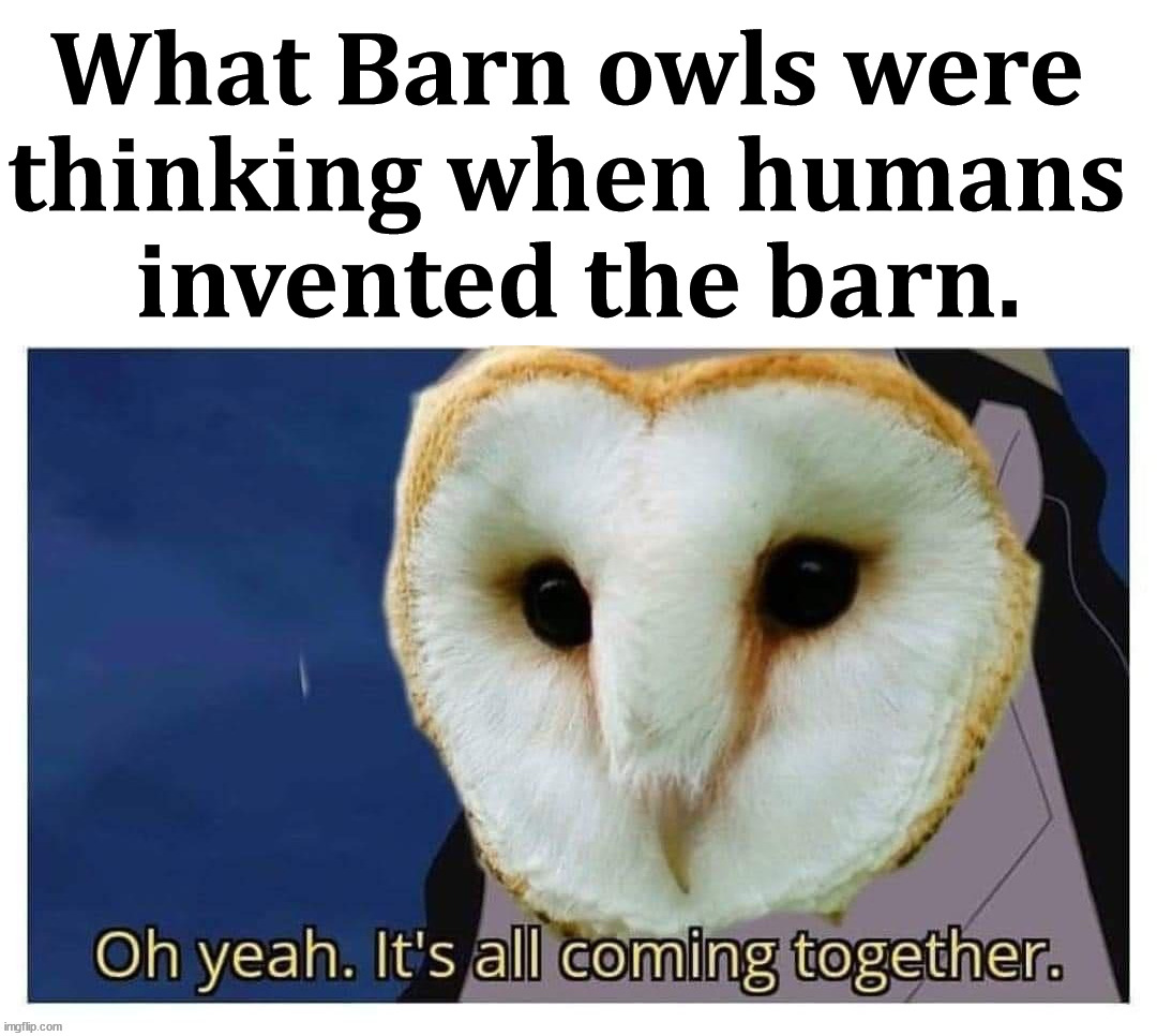 Where did they live before? |  What Barn owls were 
thinking when humans 
invented the barn. | image tagged in owls,it's all coming together,barn,invented | made w/ Imgflip meme maker