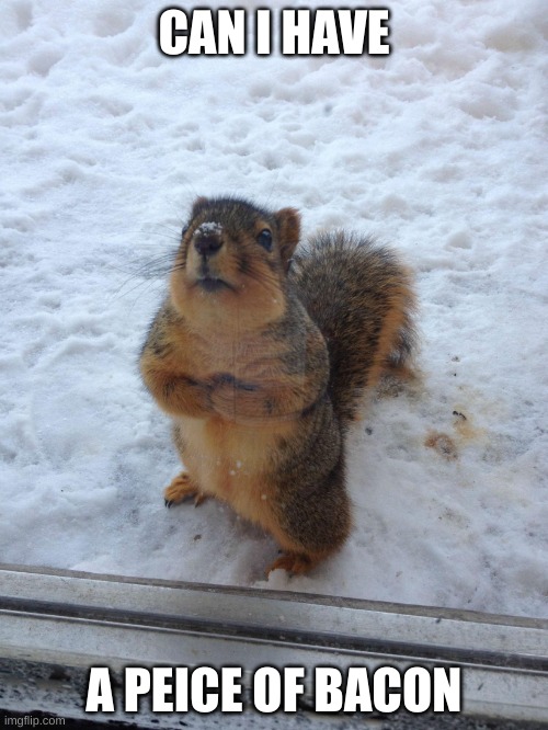 squirrel begging | CAN I HAVE; A PEICE OF BACON | image tagged in squirrel begging | made w/ Imgflip meme maker
