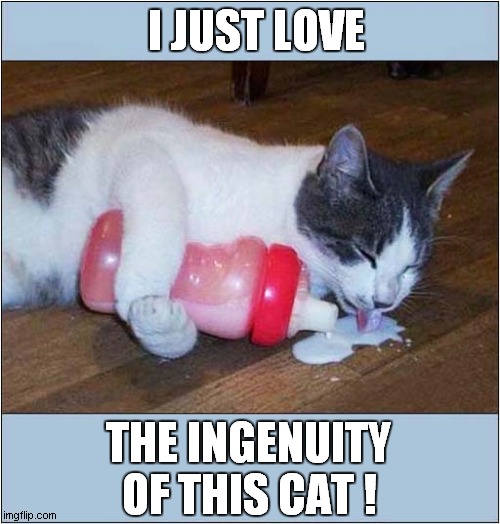 Clever Cat Vs Bottled Milk ! | I JUST LOVE; THE INGENUITY OF THIS CAT ! | image tagged in cats,milk,ingenuity | made w/ Imgflip meme maker