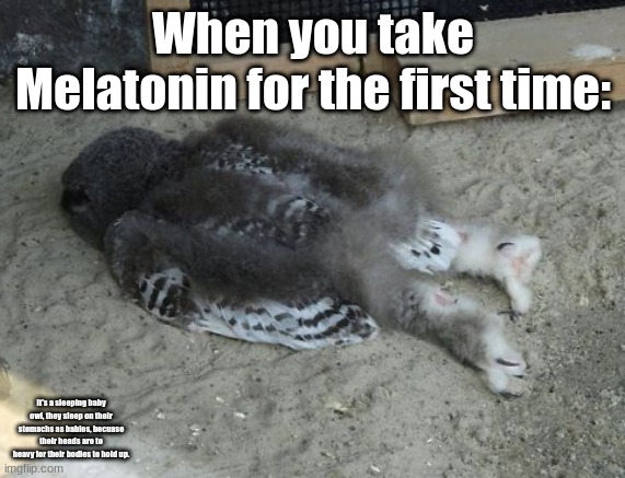 When you take Melatonin for the first time:; It's a sleeping baby owl, they sleep on their stomachs as babies, because their heads are to heavy for their bodies to hold up. | image tagged in cute animals | made w/ Imgflip meme maker