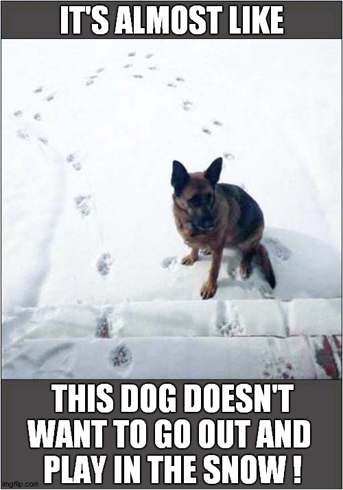 Are You Going To Let Me Back In ? | IT'S ALMOST LIKE; THIS DOG DOESN'T WANT TO GO OUT AND 
PLAY IN THE SNOW ! | image tagged in dogs,snow,cold | made w/ Imgflip meme maker