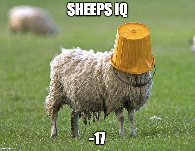 stupid sheep | SHEEPS IQ; -17 | image tagged in stupid sheep | made w/ Imgflip meme maker