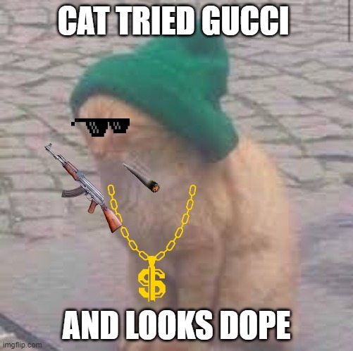 Da gang cat | CAT TRIED GUCCI; AND LOOKS DOPE | image tagged in da gang cat | made w/ Imgflip meme maker