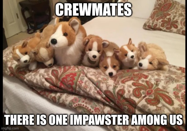 CREWMATES; THERE IS ONE IMPAWSTER AMONG US | image tagged in doggo,sus,cute puppies,cute,cha cha real smooth,why are you reading this | made w/ Imgflip meme maker