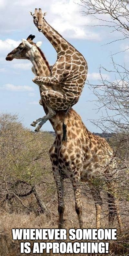 Tender! | WHENEVER SOMEONE IS APPROACHING! | image tagged in funny giraffe | made w/ Imgflip meme maker