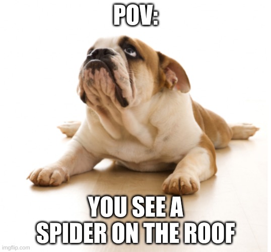 spider | POV:; YOU SEE A SPIDER ON THE ROOF | image tagged in dog | made w/ Imgflip meme maker