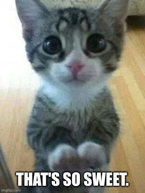 Kitten Big Eyes | THAT'S SO SWEET. | image tagged in kitten big eyes | made w/ Imgflip meme maker