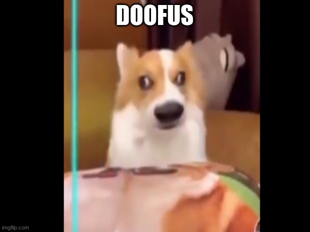 Doofus | DOOFUS | image tagged in funny,funny animals,oh wow are you actually reading these tags | made w/ Imgflip meme maker