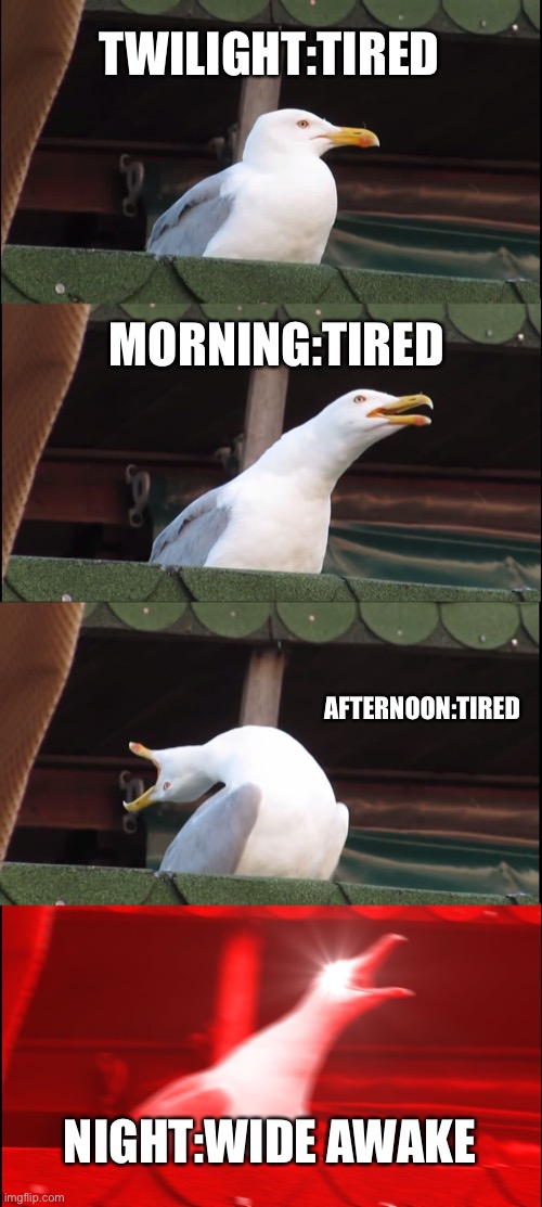 Inhaling Seagull Meme | TWILIGHT:TIRED; MORNING:TIRED; AFTERNOON:TIRED; NIGHT:WIDE AWAKE | image tagged in memes,inhaling seagull | made w/ Imgflip meme maker