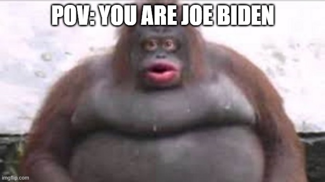Joe | POV: YOU ARE JOE BIDEN | image tagged in funny,funny memes,funny meme,joe biden,monke | made w/ Imgflip meme maker