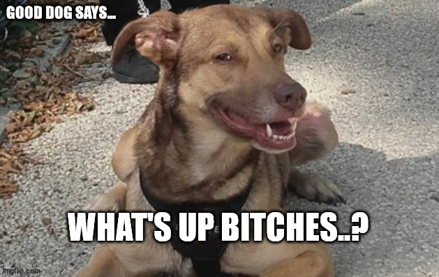 good dog says... | GOOD DOG SAYS... WHAT'S UP BITCHES..? | image tagged in good dog says | made w/ Imgflip meme maker