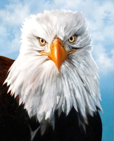 High Quality eagle Blank Meme Template