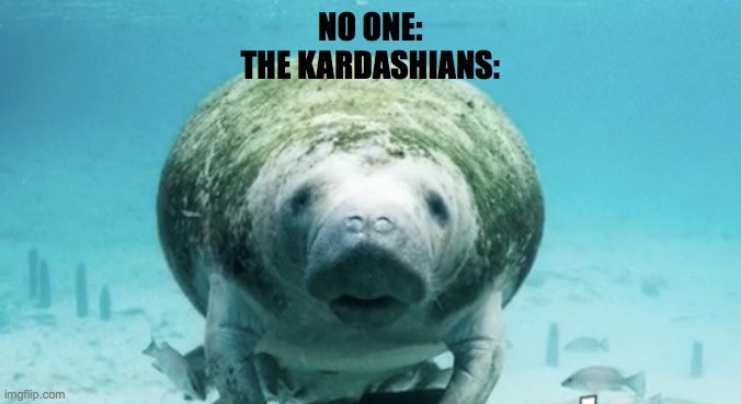 if ykyk |  NO ONE:
THE KARDASHIANS: | image tagged in manatee,kardashians,if you know what i mean | made w/ Imgflip meme maker