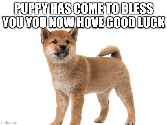 awww its a puppy | PUPPY HAS COME TO BLESS YOU YOU NOW HOVE GOOD LUCK | image tagged in puppy,blessed,good luck | made w/ Imgflip meme maker