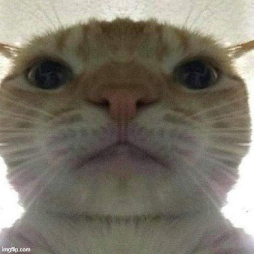 cat stare | image tagged in cat stare | made w/ Imgflip meme maker