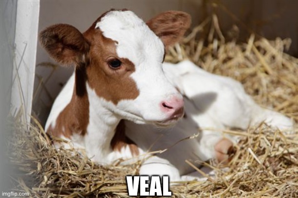 Veal | VEAL | image tagged in veal | made w/ Imgflip meme maker