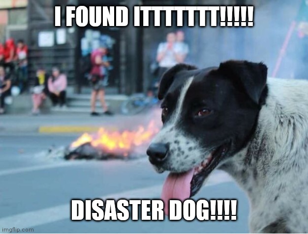 Disaster Dog | I FOUND ITTTTTTT!!!!! DISASTER DOG!!!! | image tagged in disaster,disaster girl,best friends | made w/ Imgflip meme maker