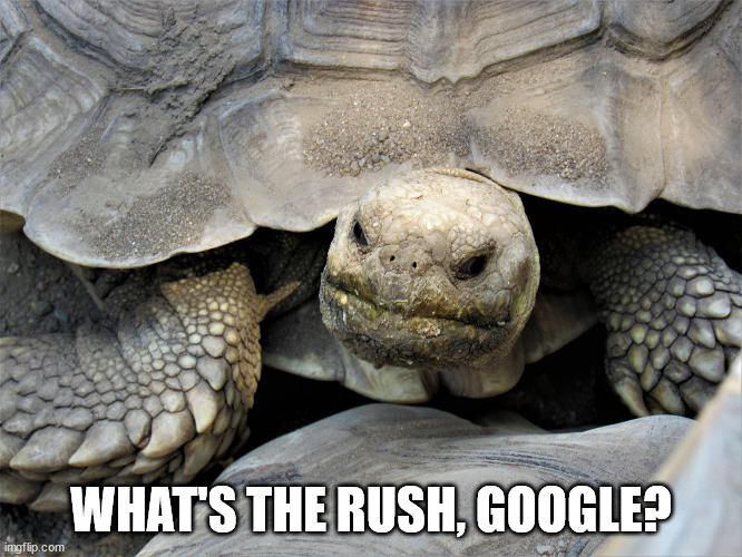 grumpy tortoise | WHAT'S THE RUSH, GOOGLE? | image tagged in grumpy tortoise | made w/ Imgflip meme maker