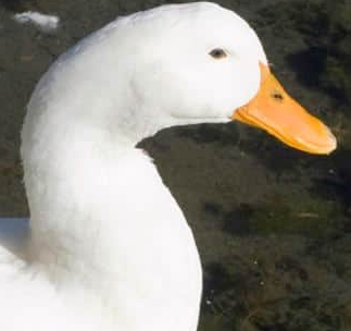 quack Blank Meme Template