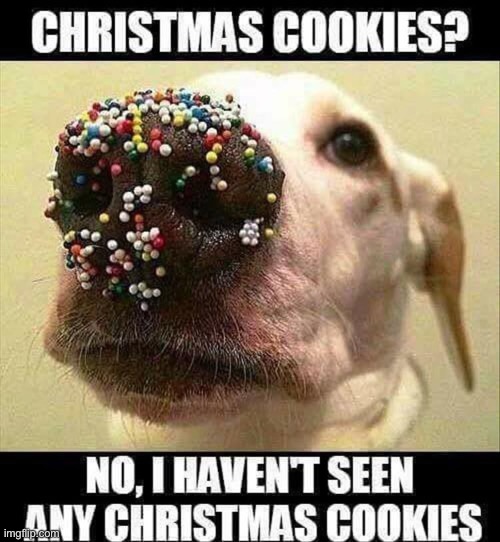 LOL | image tagged in dogs,animals,christmas,cookies,christmas cookies | made w/ Imgflip meme maker