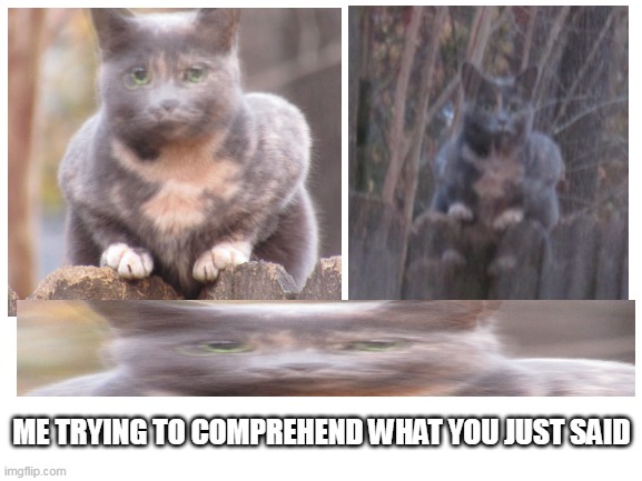 this is indeed a copy paste image for you to use :) | ME TRYING TO COMPREHEND WHAT YOU JUST SAID | image tagged in cat,cats,confused,deep thoughts,funny animals,animals | made w/ Imgflip meme maker