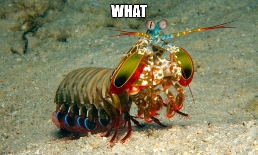 WHAT | image tagged in mantis shrimp | made w/ Imgflip meme maker