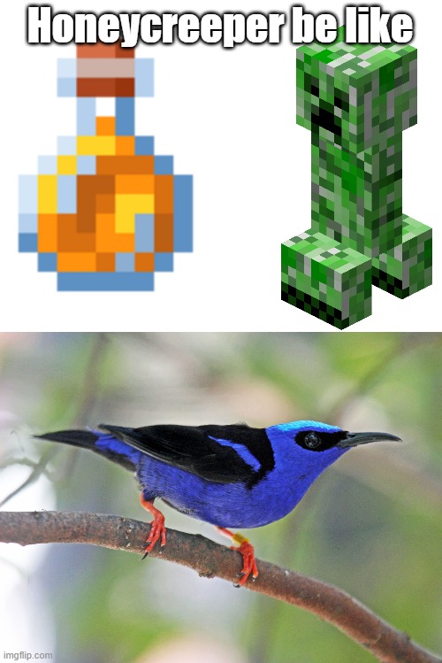 Honeycreepers | Honeycreeper be like | image tagged in blank white template,science | made w/ Imgflip meme maker