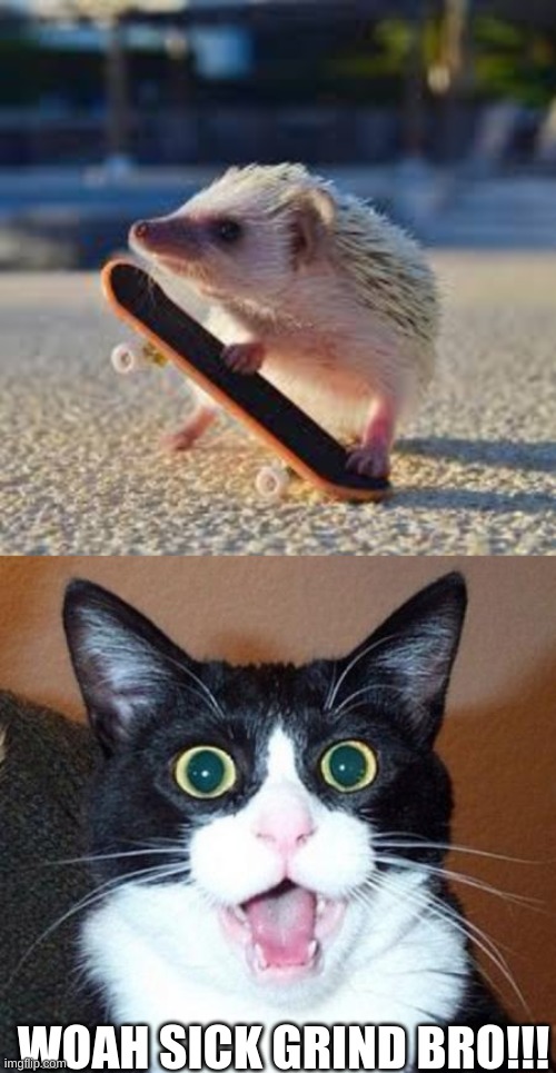tony hog |  WHOA SICK GRIND BRO!!! | image tagged in surprised cat lol,hedgehog | made w/ Imgflip meme maker