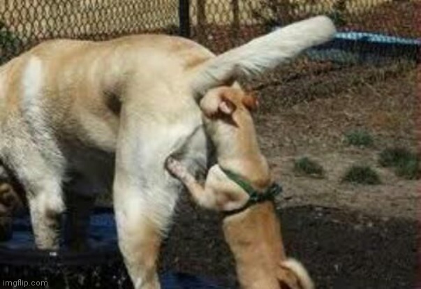 Brown noser | image tagged in brown noser | made w/ Imgflip meme maker