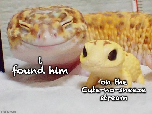 Adorbs but not allergic -- link in comments |  on the Cute-no-sneeze stream; i found him | image tagged in gecko's baby,streams,advertisement,reptiles,click | made w/ Imgflip meme maker