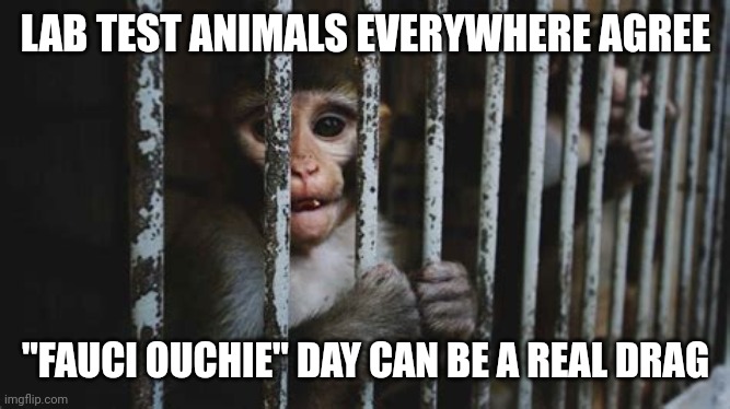 TEST MONKEY FAUCI OUCHIE DAY | LAB TEST ANIMALS EVERYWHERE AGREE; "FAUCI OUCHIE" DAY CAN BE A REAL DRAG | image tagged in test monkey,fauci,covid-19,covid vaccine,animal rights,ouch | made w/ Imgflip meme maker