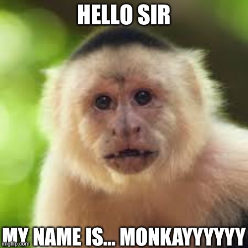 Monkey | HELLO SIR; MY NAME IS… MONKAYYYYYY | image tagged in lol | made w/ Imgflip meme maker