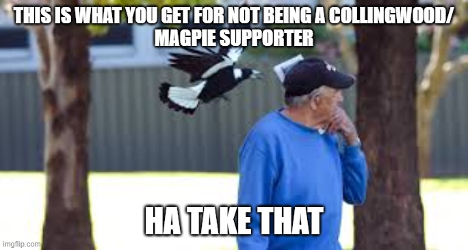 coillingwood | THIS IS WHAT YOU GET FOR NOT BEING A COLLINGWOOD/
MAGPIE SUPPORTER; HA TAKE THAT | image tagged in bird,man,atack | made w/ Imgflip meme maker