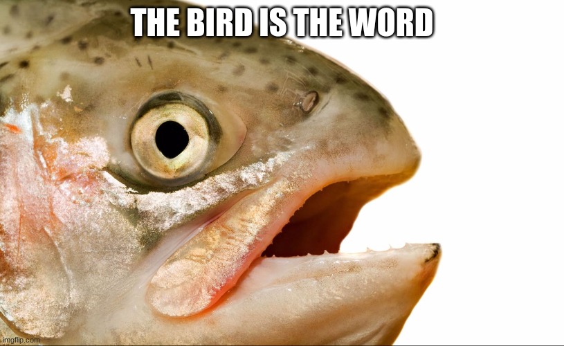 everyone know's about the word | THE BIRD IS THE WORD | image tagged in statement salmon | made w/ Imgflip meme maker