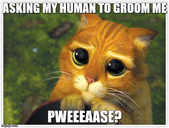 Asking my... |  ASKING MY HUMAN TO GROOM ME; PWEEEAASE? | image tagged in memes,shrek cat | made w/ Imgflip meme maker