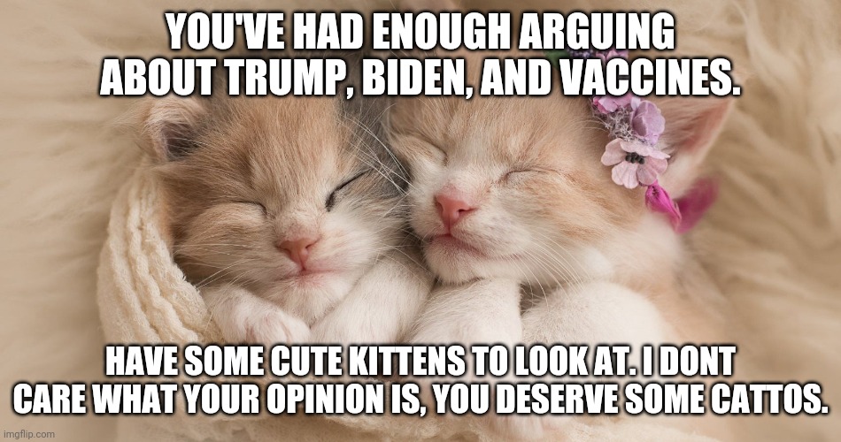 :) | YOU'VE HAD ENOUGH ARGUING ABOUT TRUMP, BIDEN, AND VACCINES. HAVE SOME CUTE KITTENS TO LOOK AT. I DONT CARE WHAT YOUR OPINION IS, YOU DESERVE SOME CATTOS. | image tagged in cats,politics | made w/ Imgflip meme maker