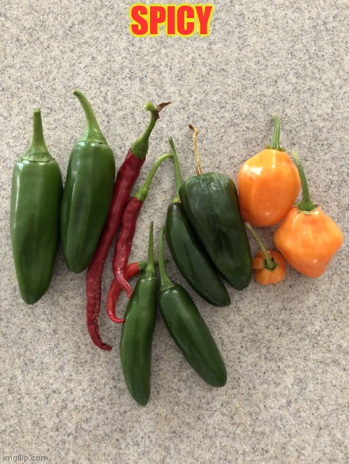 Hot Peppers | SPICY | image tagged in hot peppers | made w/ Imgflip meme maker