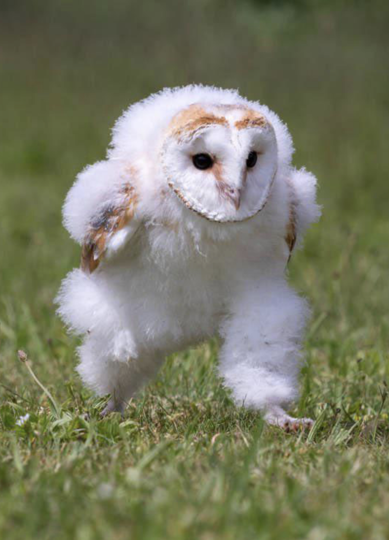 Running Baby Owl Blank Meme Template