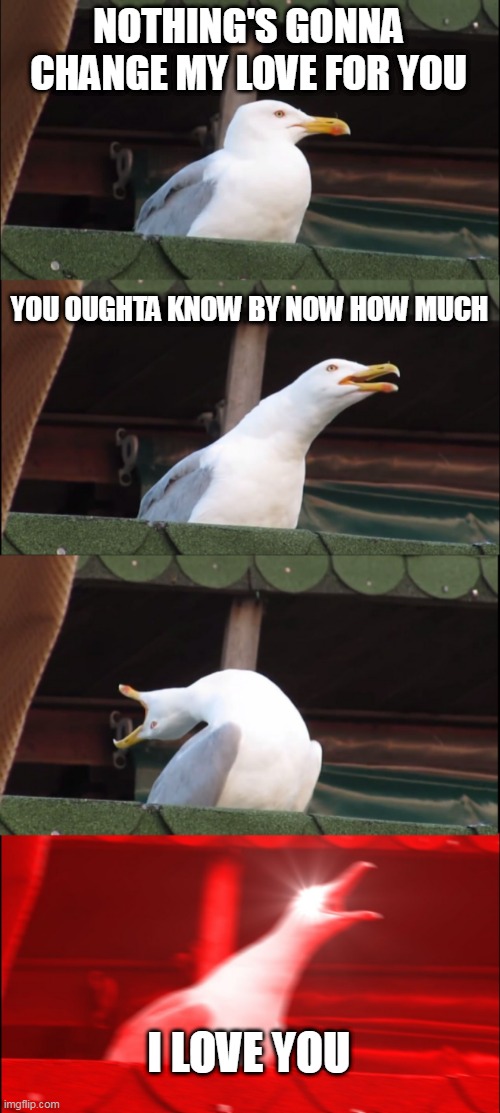 i love you | NOTHING'S GONNA CHANGE MY LOVE FOR YOU; YOU OUGHTA KNOW BY NOW HOW MUCH; I LOVE YOU | image tagged in memes,inhaling seagull,love,song | made w/ Imgflip meme maker