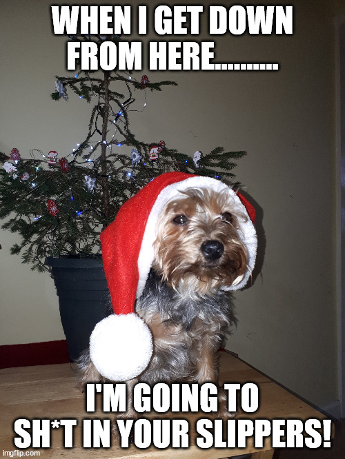 Ho ho ho! | WHEN I GET DOWN FROM HERE.......... I'M GOING TO SH*T IN YOUR SLIPPERS! | image tagged in funny dogs | made w/ Imgflip meme maker