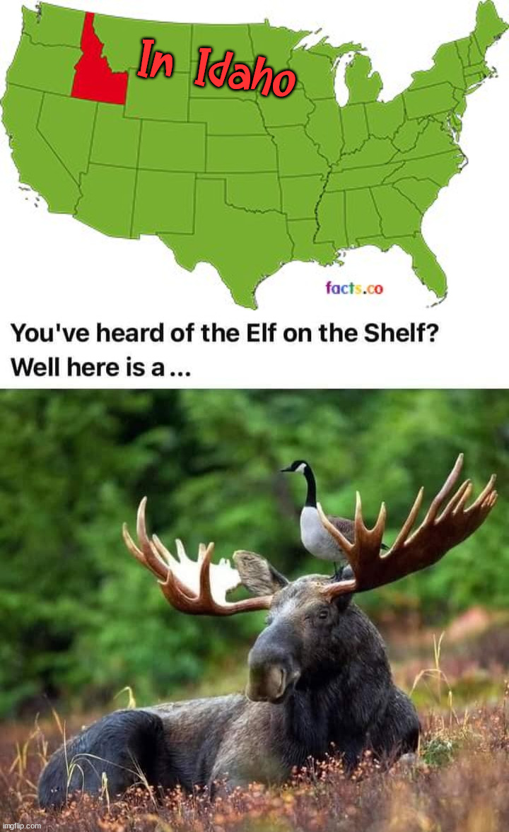 Goose an the Moose | In Idaho | image tagged in idaho,elf on the shelf | made w/ Imgflip meme maker