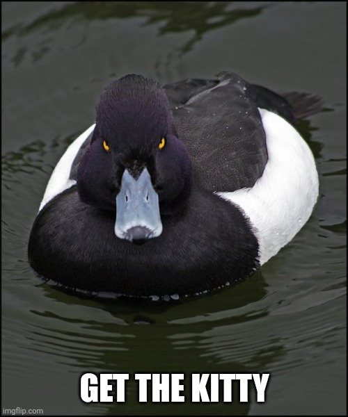Angry duck | GET THE KITTY | image tagged in angry duck | made w/ Imgflip meme maker