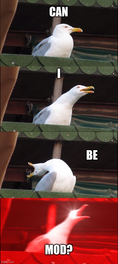 Inhaling Seagull | CAN; I; BE; MOD? | image tagged in memes,inhaling seagull | made w/ Imgflip meme maker