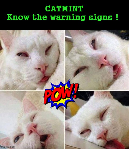 Cat Health | CATMINT
Know the warning signs ! | image tagged in catsniper | made w/ Imgflip meme maker