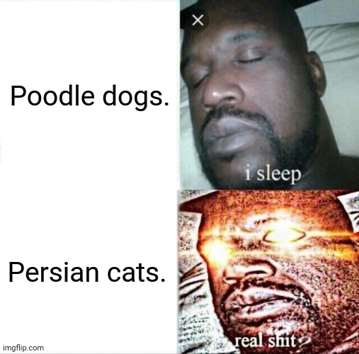 Sleeping Shaq | Poodle dogs. Persian cats. | image tagged in memes,i sleep real shit,cute kittens | made w/ Imgflip meme maker