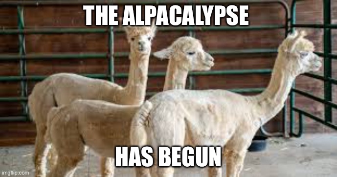 Alpacalypse | THE ALPACALYPSE; HAS BEGUN | image tagged in alpaca,apocalypse,funny | made w/ Imgflip meme maker