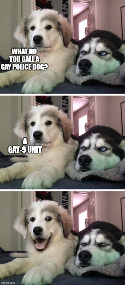 Dog jokes | WHAT DO YOU CALL A GAY POLICE DOG? A GAY-9 UNIT | image tagged in dog jokes | made w/ Imgflip meme maker
