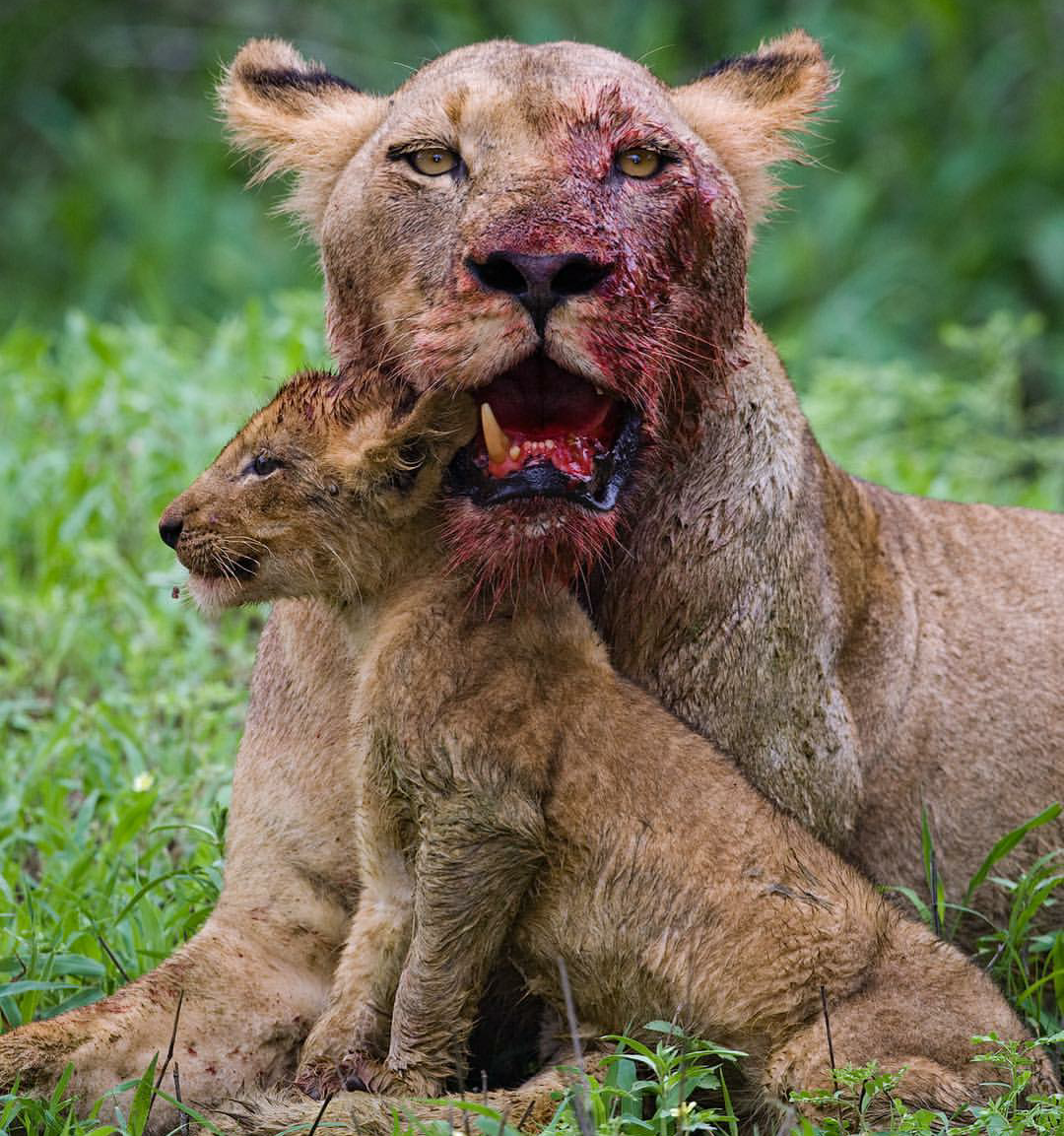 High Quality Bloody lioness with cub Blank Meme Template
