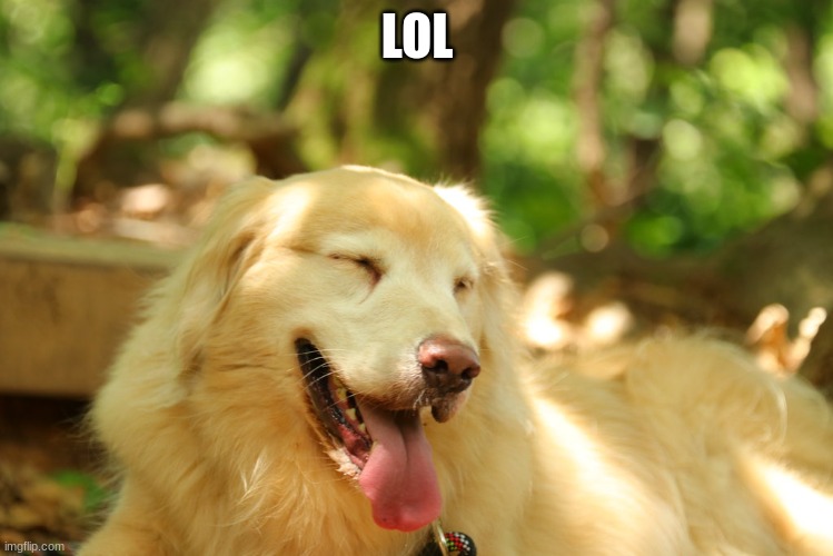 Dog laughing | LOL | image tagged in dog laughing | made w/ Imgflip meme maker