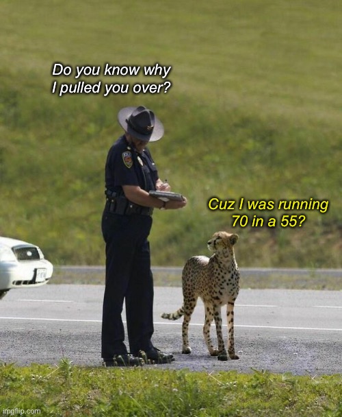Running Over the Speed Limit | Do you know why I pulled you over? Cuz I was running
70 in a 55? | image tagged in funny memes,cheetah | made w/ Imgflip meme maker